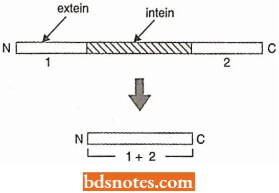 Post Translational Processing Of Proteins Intein Splicing