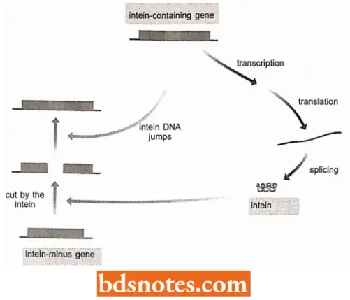 Post Translational Processing Of Proteins Process Of Iintein Homing