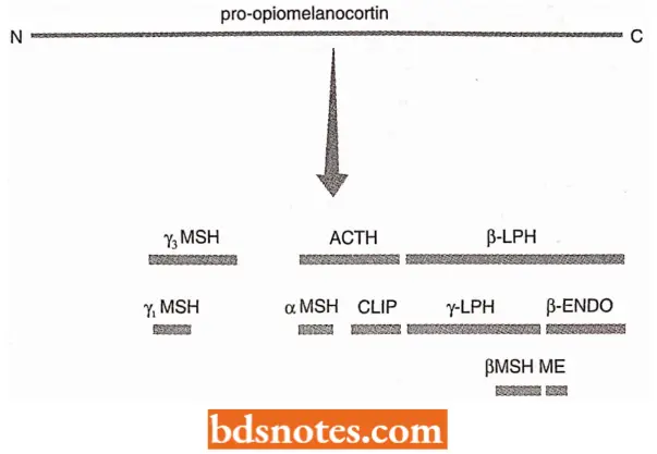 Post Translational Processing Of Proteins Processing Of Proopiomelanocortin Polyprotein