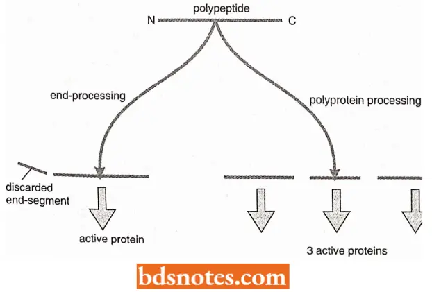 Post Translational Processing Of Proteins Processing Of Protein By Proteolytic Cleavage