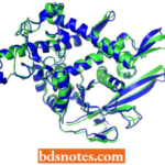 Post Translational Processing Of Proteins Protein Folding