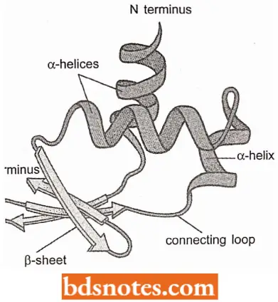 Post Translational Processing Of Proteins The Tertiary Structure Of A Protein