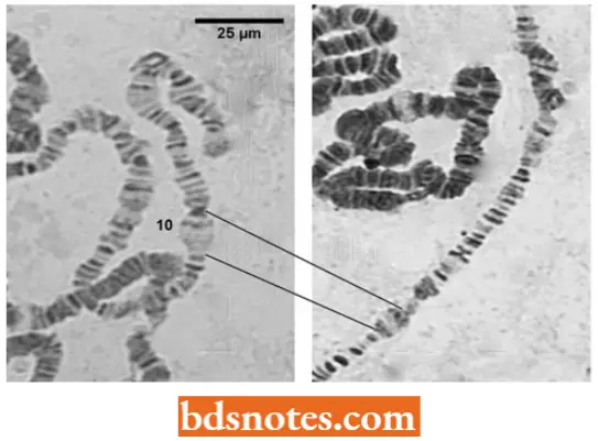 Puffing Of Poiytene Chromosomes In Drosophila