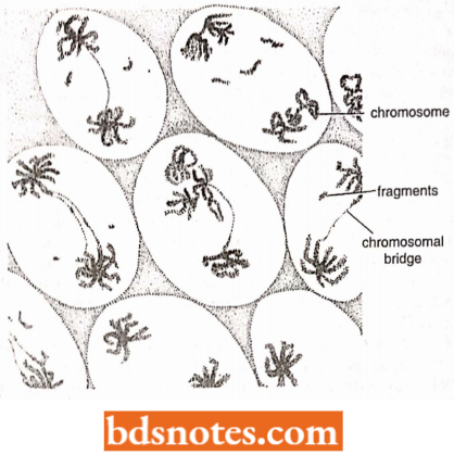 Radiation Induced Chromosomal Bridges And Fragments In Cells Of X Rayed Anthers Of Trillium