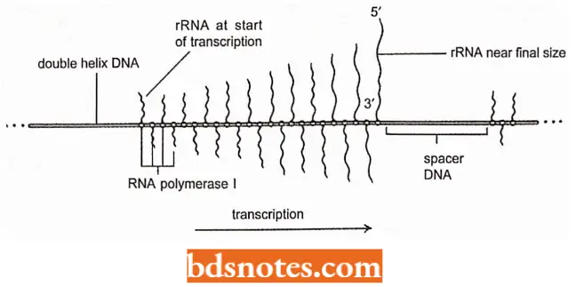 Ribosomal RNA And Transfer RNA Details Of The Transcription Of Large Ribosomal RNA Gene