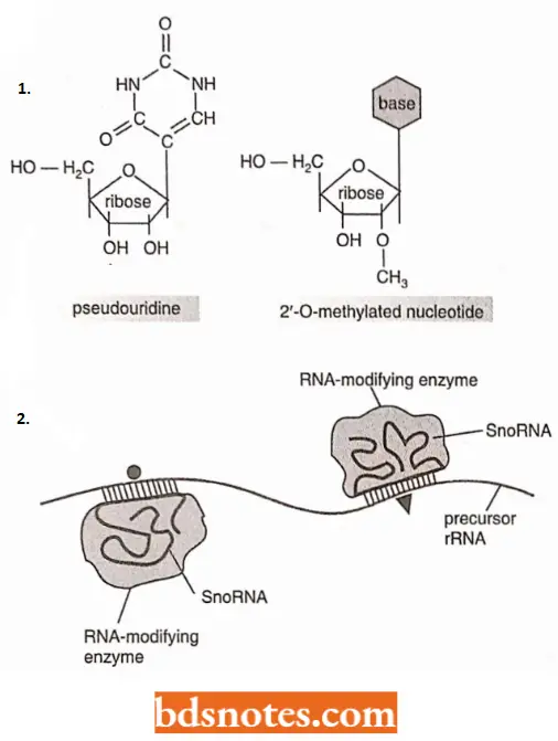 Ribosomal RNA And Transfer RNA Modifications Of The Precursor rRNA By Guide RNAs