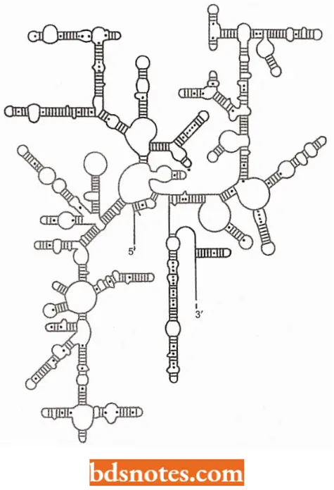 Ribosomal RNA And Transfer RNA Position Within The 16S RRNA Of E coli