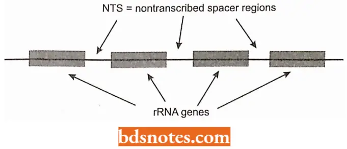 Ribosomal RNA And Transfer RNA Ribosomal RNA Genes
