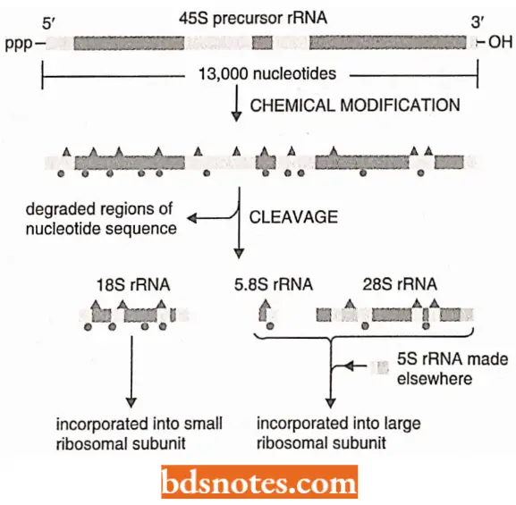 Ribosomal RNA And Transfer RNA The Chemical Modification And Nucleolytic Processing Of A Enkaryotic