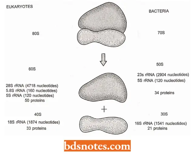 Ribosomal RNA And Transfer RNA The Comparison Of Eukaryotic And Bacterial Ribosomes
