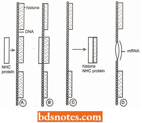 Steins Model Of Gene Regulation By Removal Of Histones