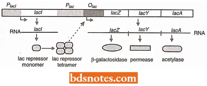 Structure Of The Lactose Operon