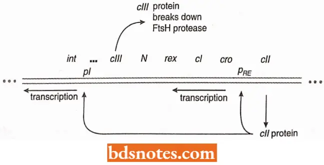 The Cll Gene Product Of Phage Lamda Binds