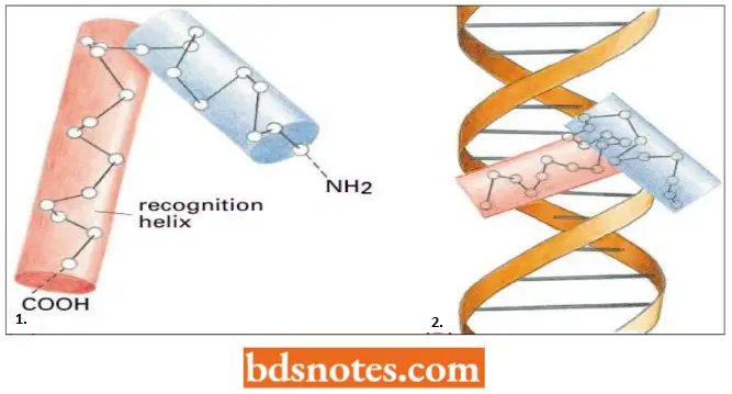 The DNA Binding Helix Turn Helix Motif