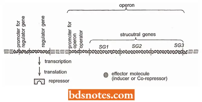 The Operon Model For Regulation Of Gene Expression
