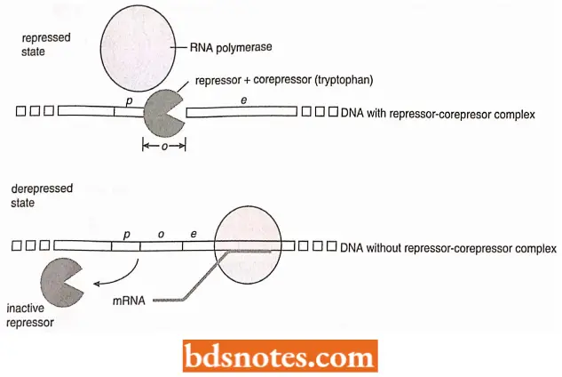 The Repressor Corepressor Complex Binds At The Operator And Prevents The Transcription Of The Trp Operon In E coli.