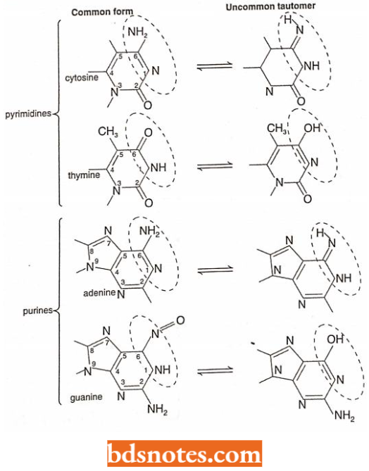 The Uncommon Form Of DNA Bases