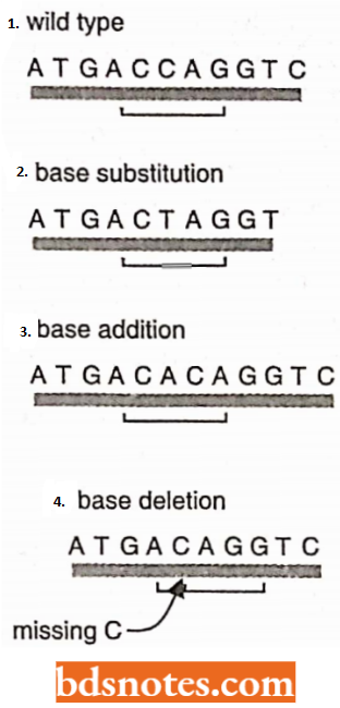 Three Types Of Point Mutations