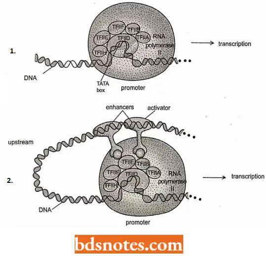 Transcription A Formation Of An RNA Polymerase