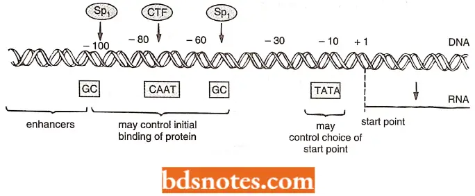Transcription An Eukayotic DNA Segment Showing Promoter Site