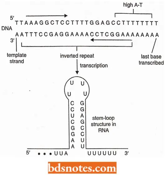 Transcription An Inverted Repeat Base Sequence Characterizes Terminator Regions Of DNA