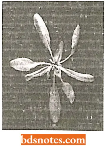 Transcription Arabidopsis Thaliana
