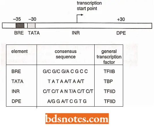 Transcription Consensus Sequences Found In The Vicinity Of Eukaryotic RNA Polymerase