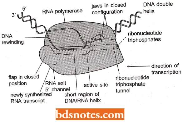 Transcription DNA Is Transcribed By The Enzyme RNA Polymerase