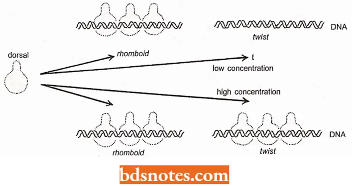 Transcription In Fruit Fly The Rhomboid And Twist Genes