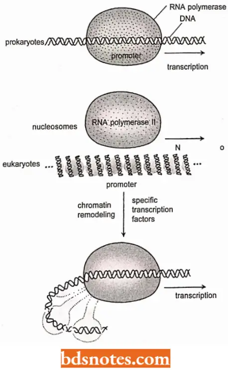 Transcription In Prokaryotes The Default Condition Is Active Transcription
