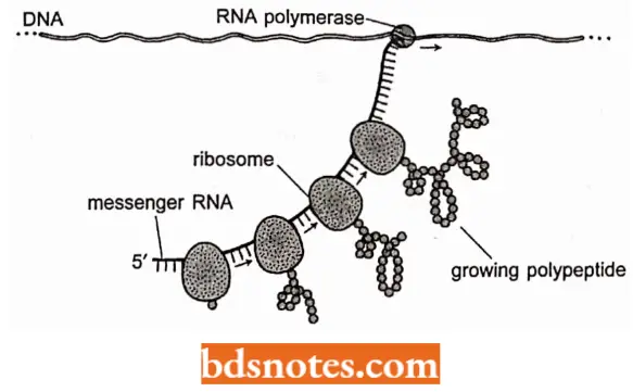 Transcription In Prokaryotes Translation Of Messenger RNA