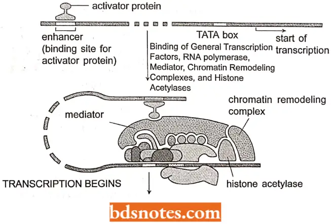 Transcription Initiation Of Transcription By RNA Polymerase