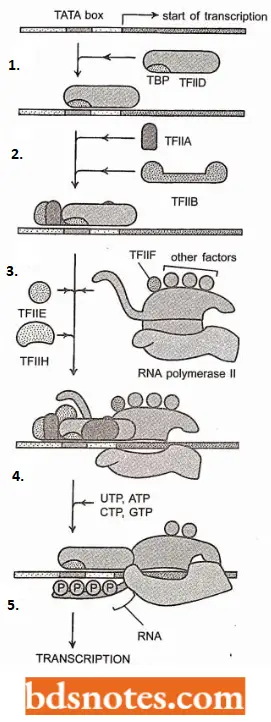 Transcription Initiation Of Transcription By RNA Polymerase.