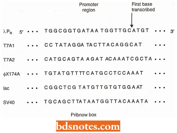 Transcription Nucleotide Sequences Of The Promoter Region