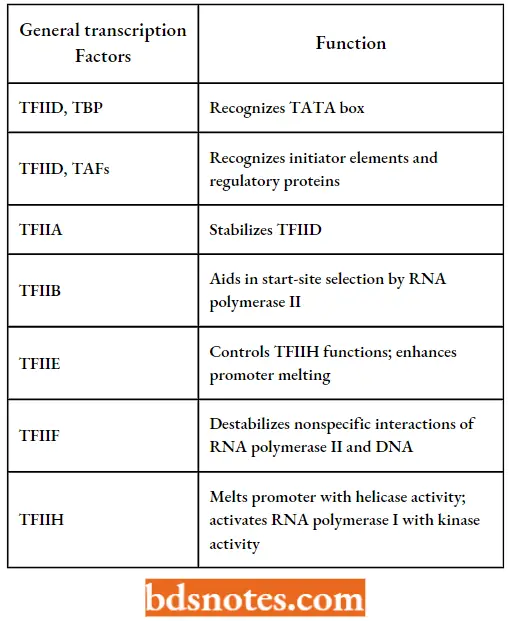 Transcription Postulated Roles Of The General Transcription Factors Of RNA Polymerase