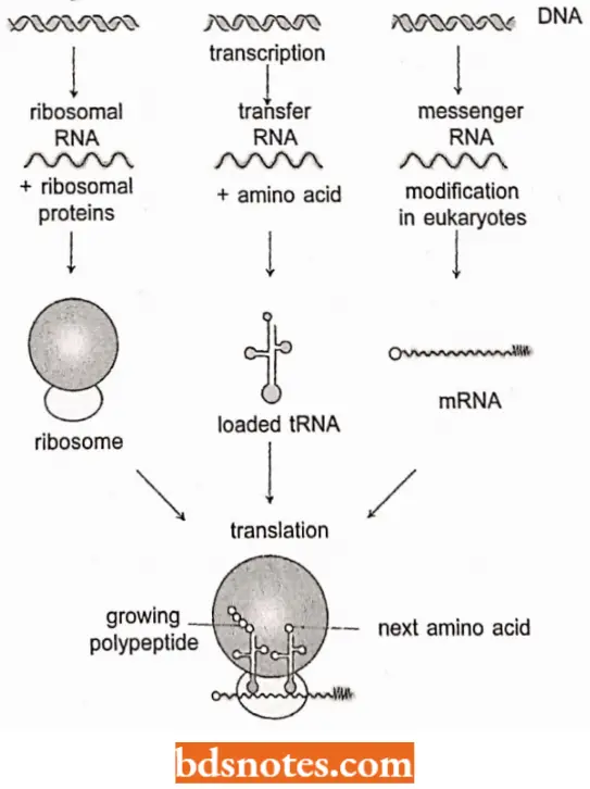 Transcription Relationships Among The Three Types Of RNA