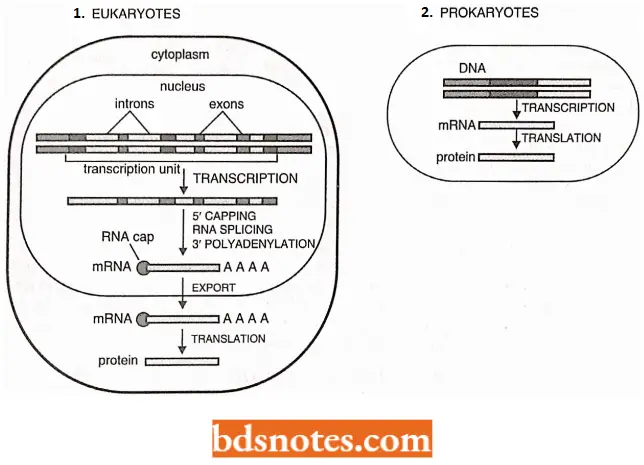 Transcription Steps Leading From Gene To Protein In Eukaryotes
