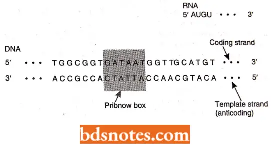 Transcription The Template Stand Of DNA