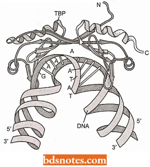 Transcription Three Dimensional Structure Of TBP