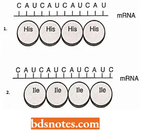 Translation Protein Synthesis A In The Normal Reading Of The Messenger RNA