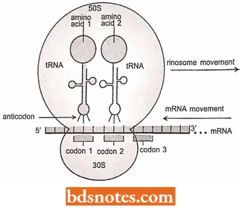 Translation Protein Synthesis A Ribosome During The Process Of Protein Synthesis