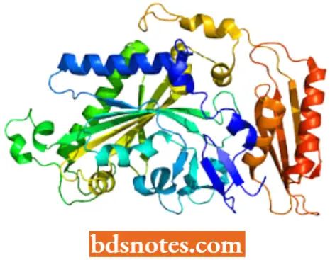 Translation Protein Synthesis Aminoacyl TRNA Synthetase