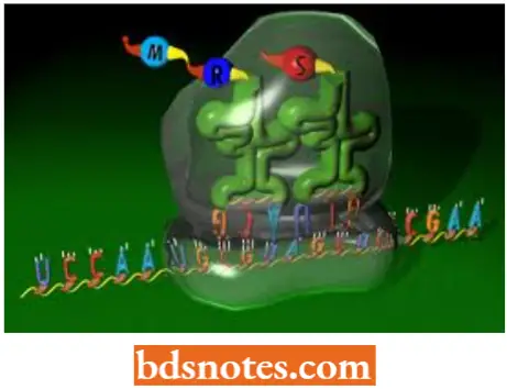 Translation Protein Synthesis An Open Reading Frame