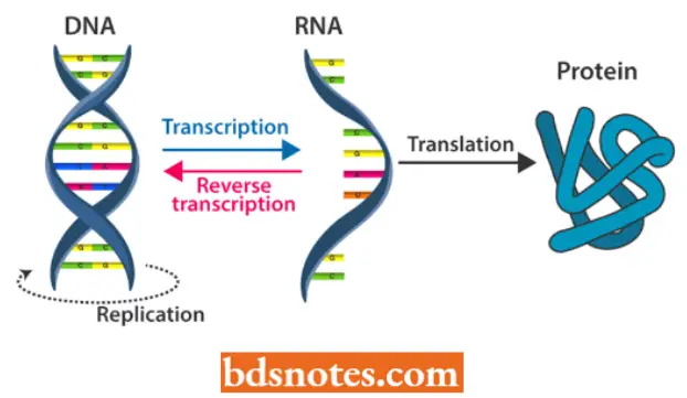 Translation Protein Synthesis Central Dogma