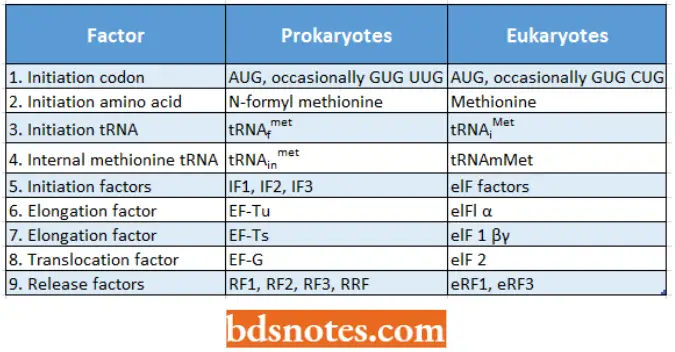 Translation Protein Synthesis Comparison Between Prokaryotic And Eukaryotic Translation
