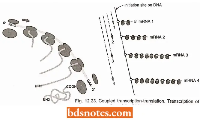 Translation Protein Synthesis Coupled Transcription Translation