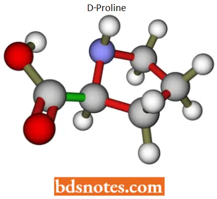 Translation Protein Synthesis D Proline