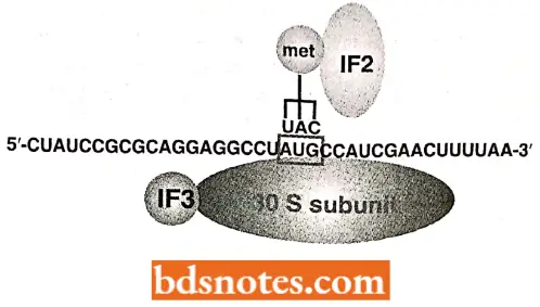 Translation Protein Synthesis Inition Complex