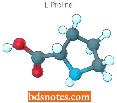Translation Protein Synthesis L Proline
