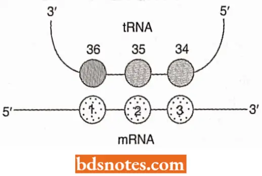 Translation Protein Synthesis Mode Of Interaction Between A Codon Of MRNA And An Anticodon Of TRNA.